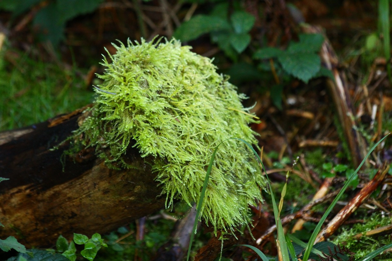 moss forest nature free photo