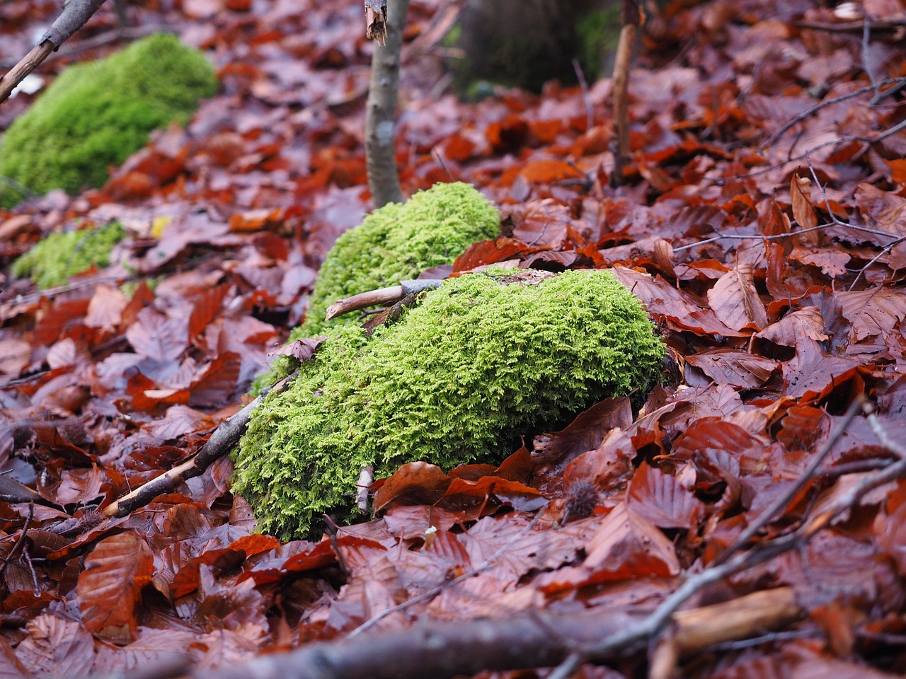 moss forest floor leaves free photo