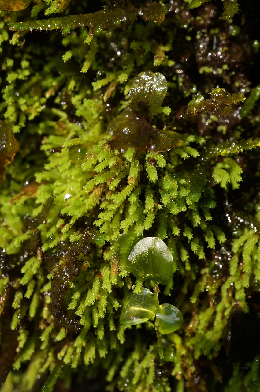 moss natural plant free photo