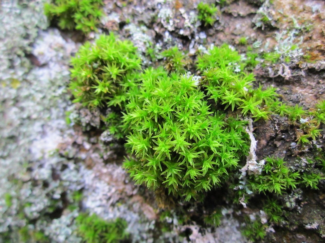 moss flora plant free photo