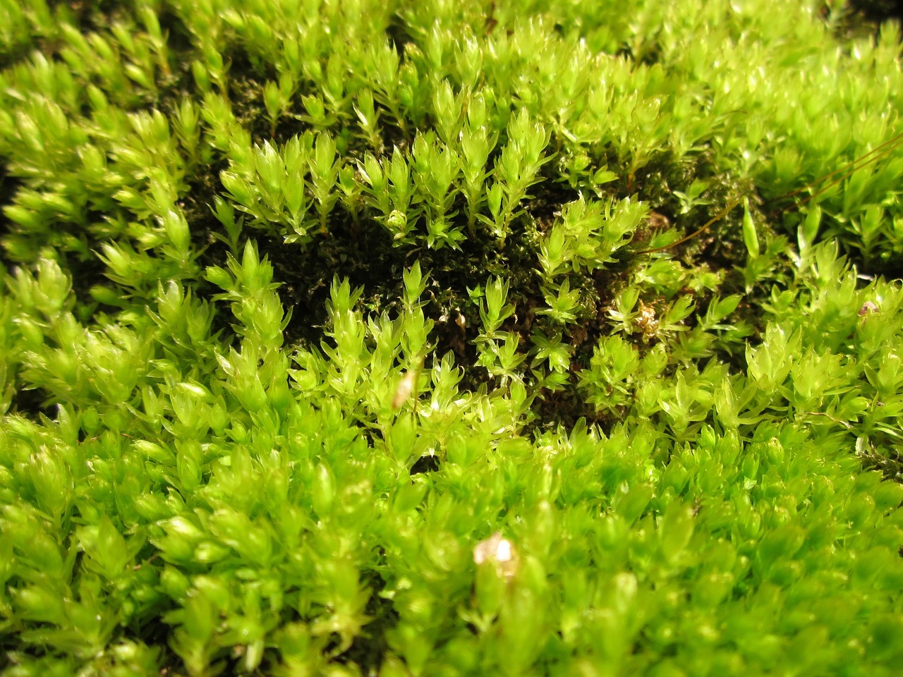 moss plant flora free photo