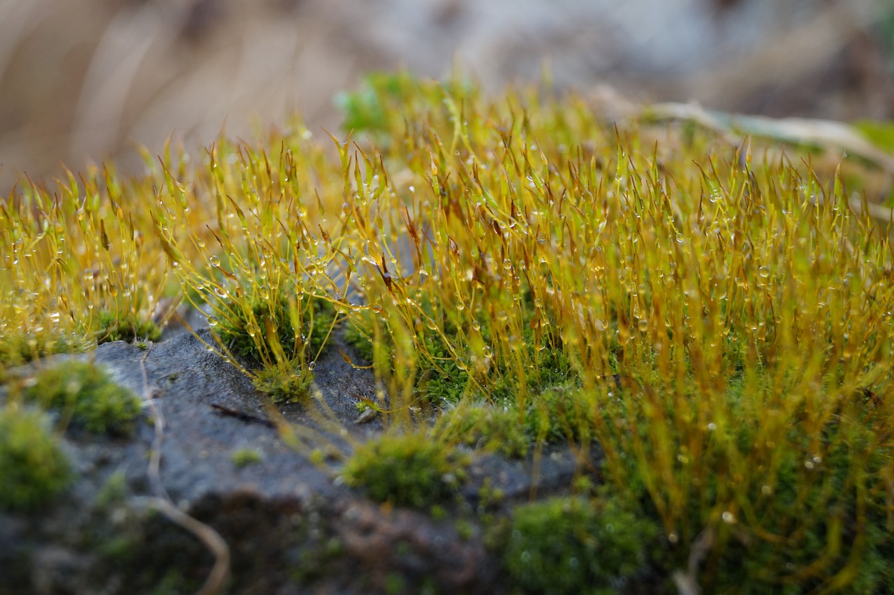 moss stone after the rain free photo