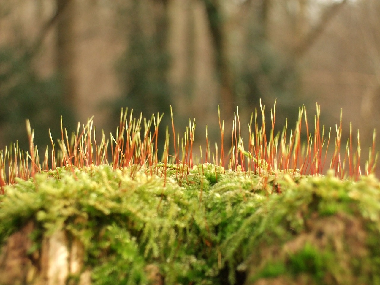 moss forest spring free photo