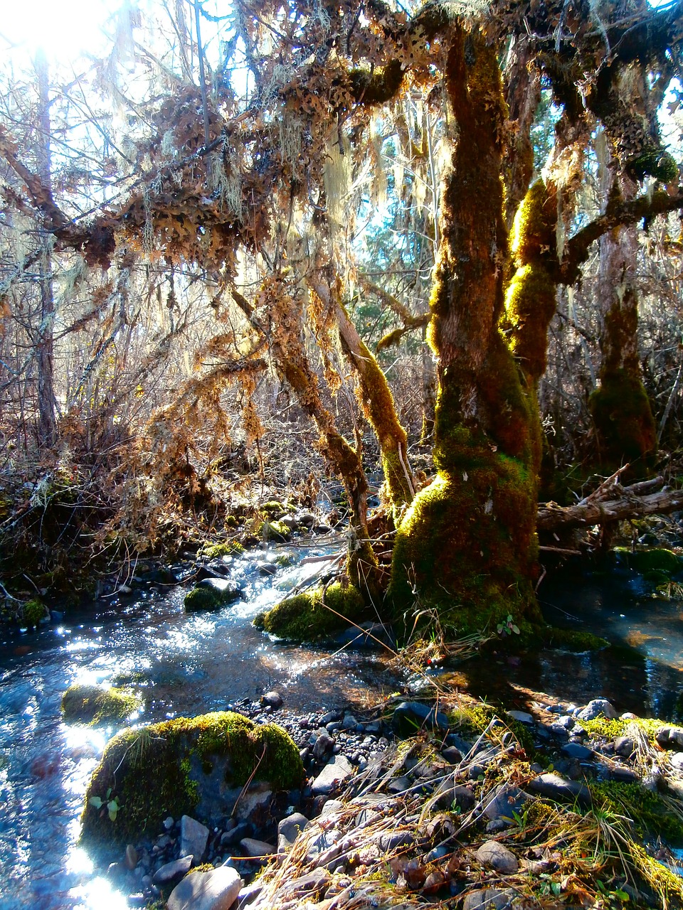 moss brook creek free photo