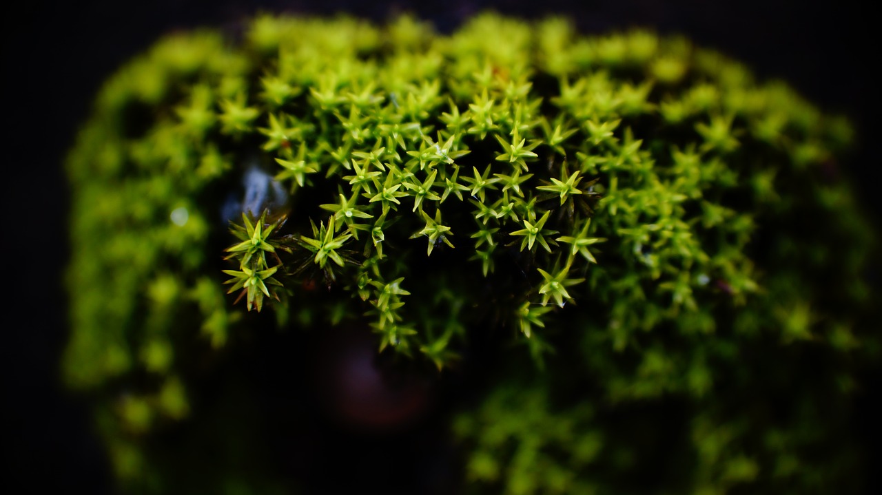 moss macro green free photo