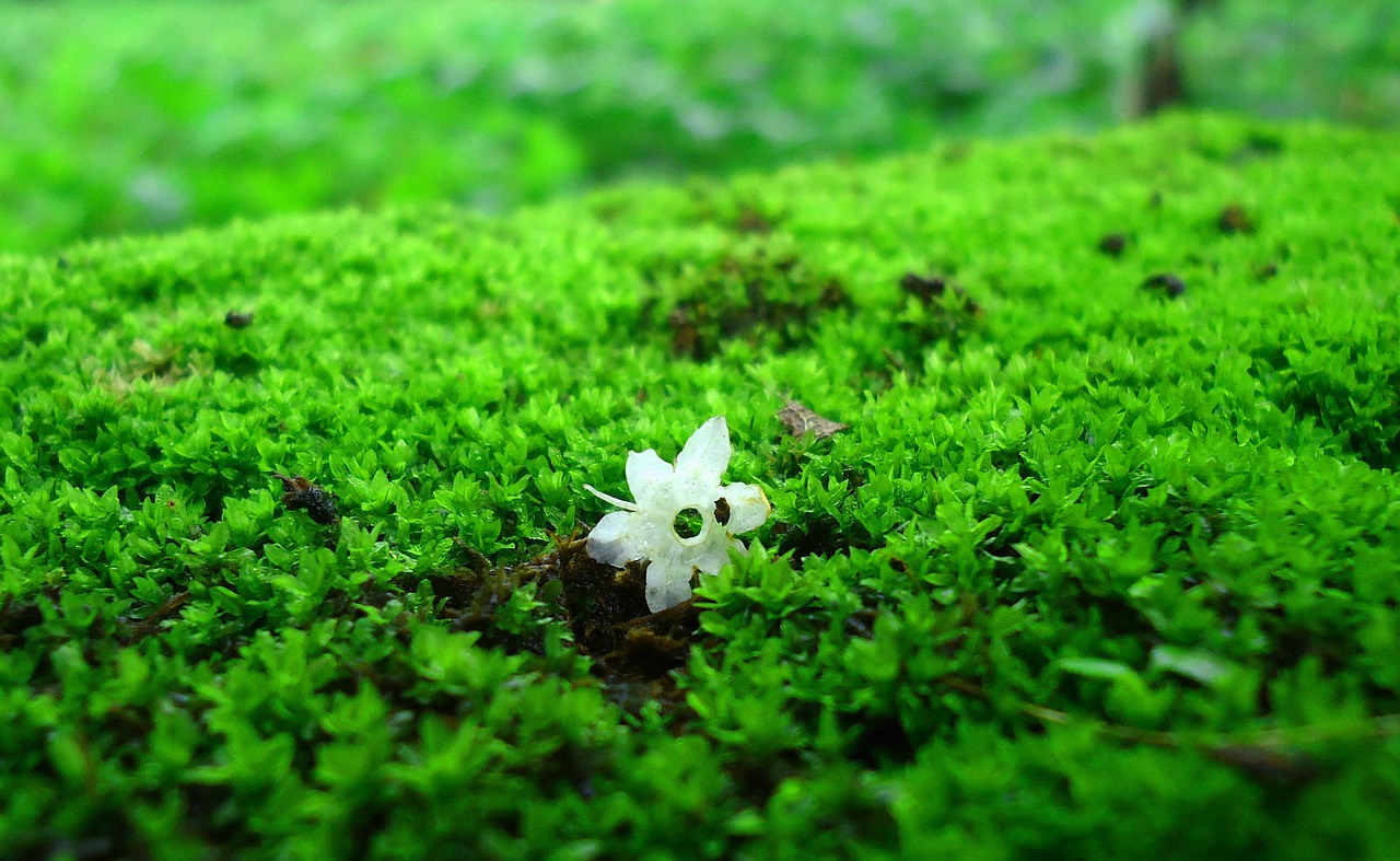 moss grass green free photo