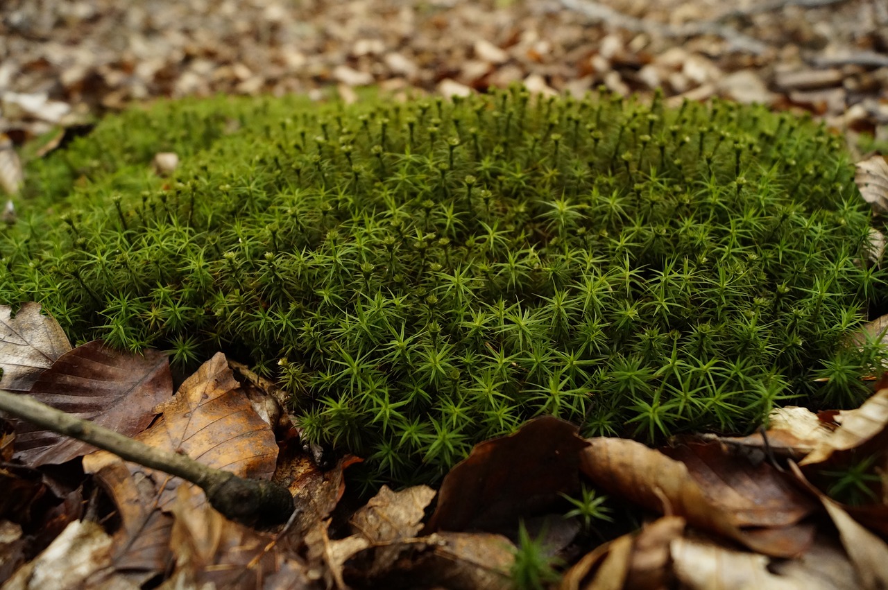 moss forest undergrowth free photo