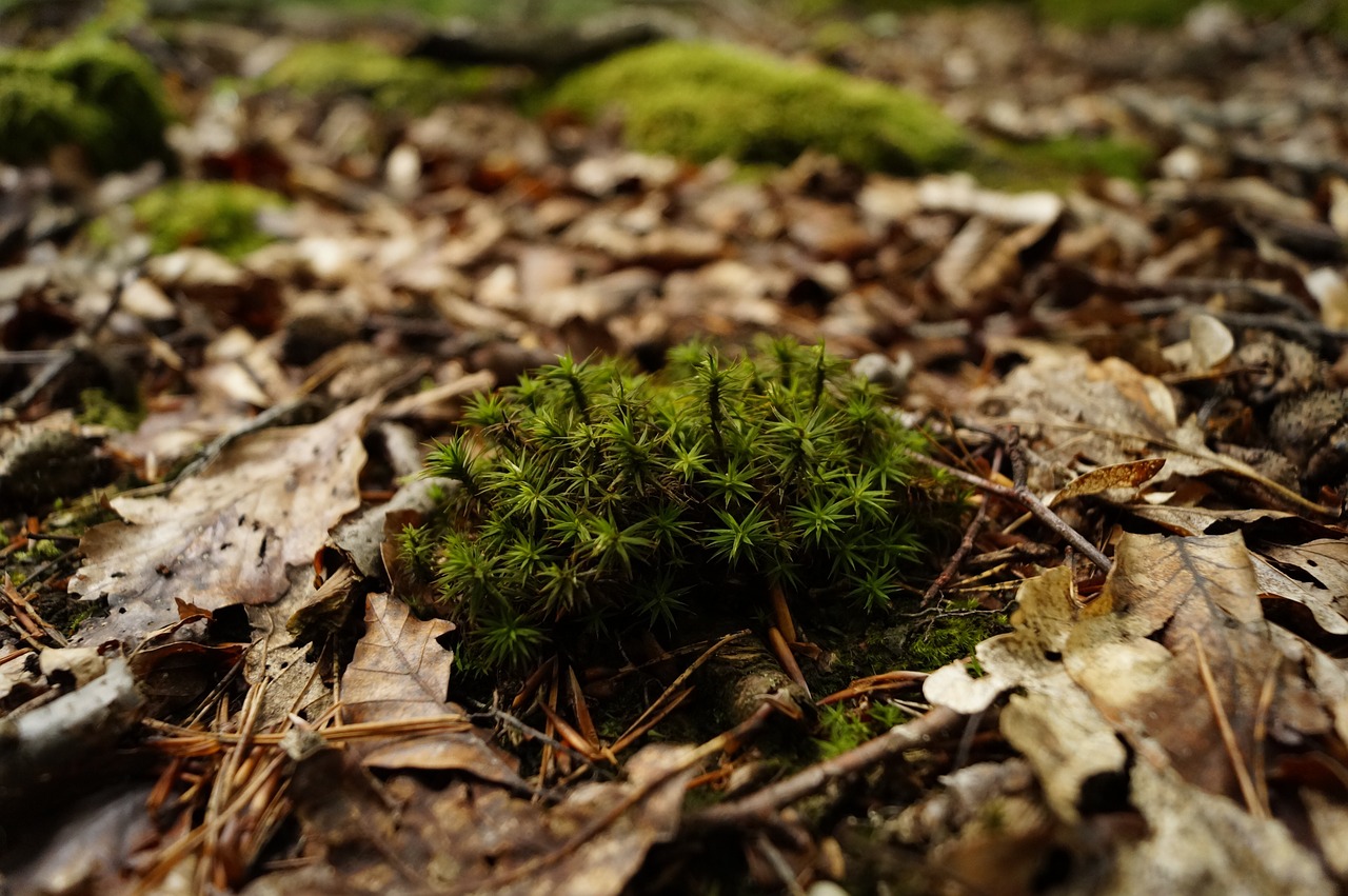 moss forest undergrowth free photo