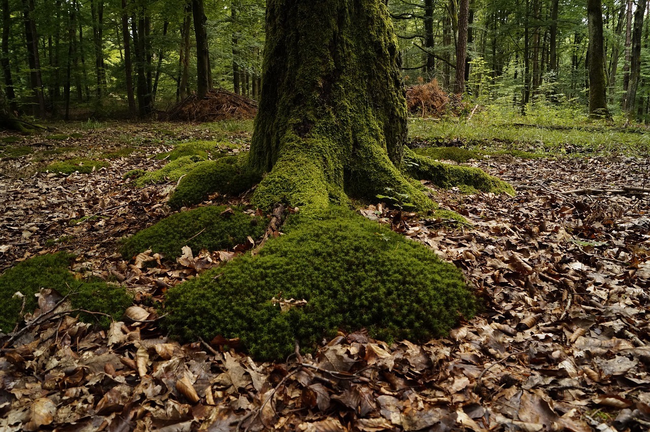 moss wood mossy free photo