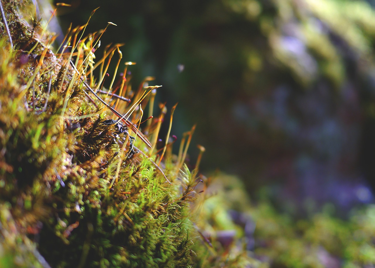 moss forest bemoost free photo