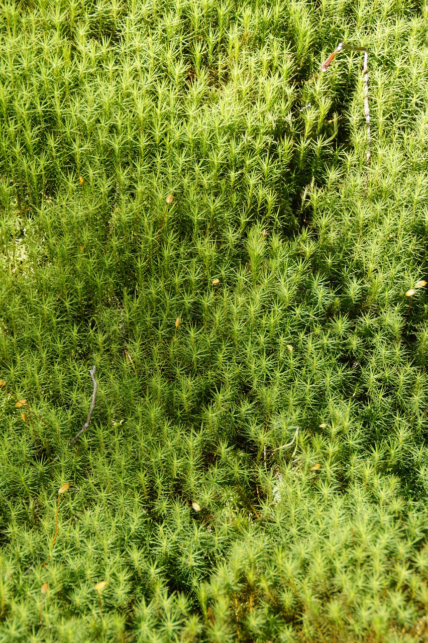 moss background green free photo