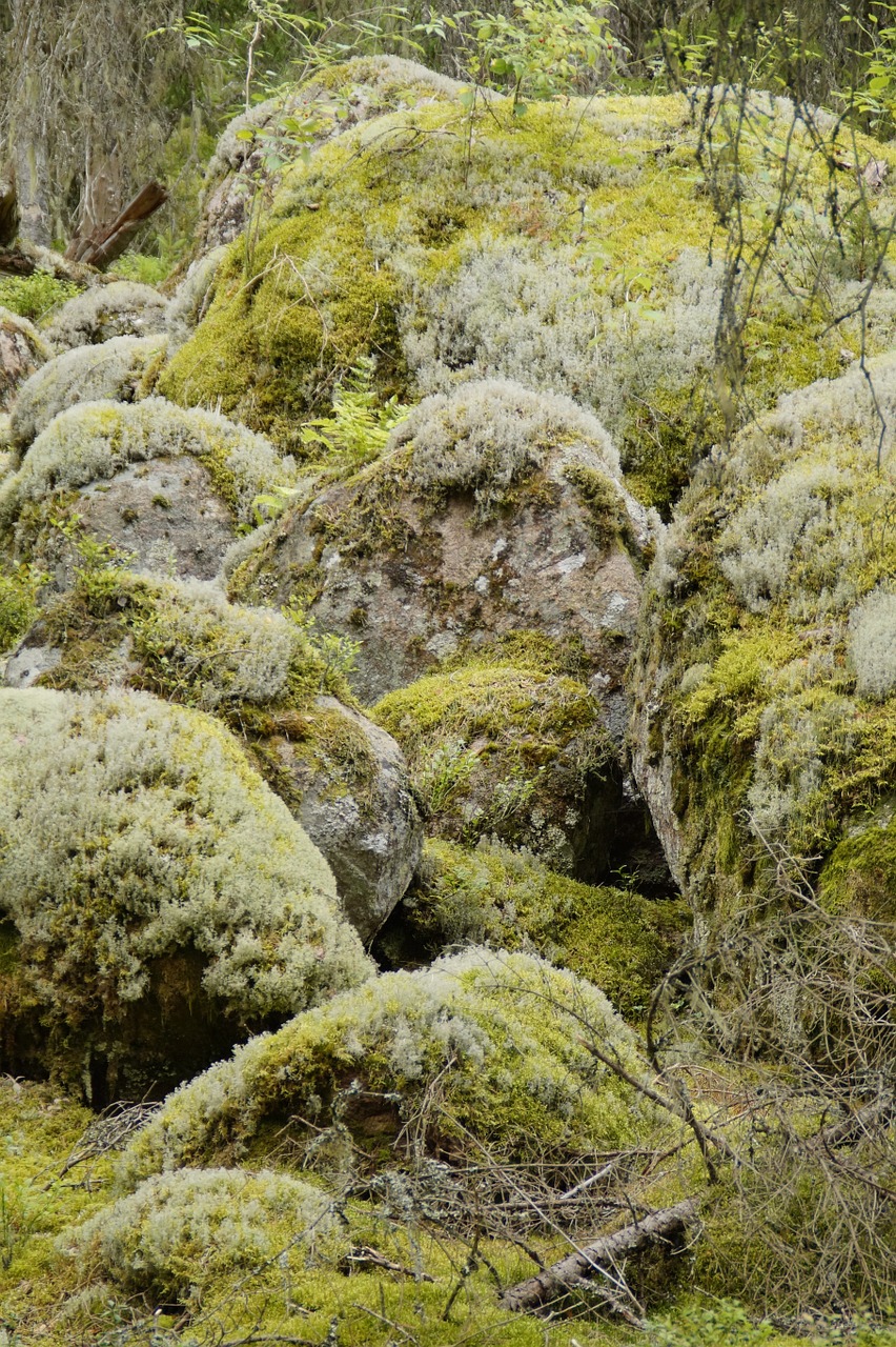 moss weave nature free photo