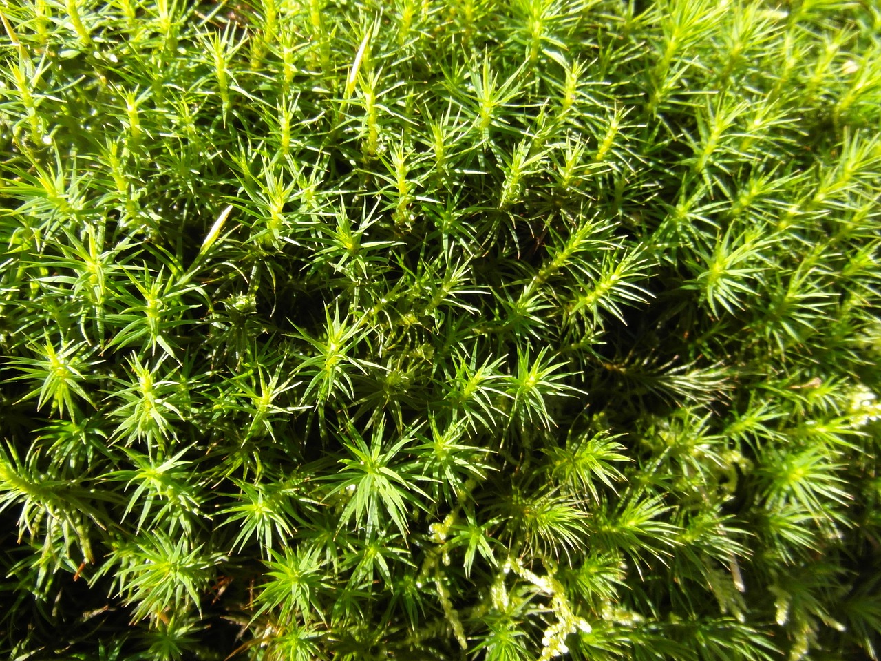 moss green spring free photo