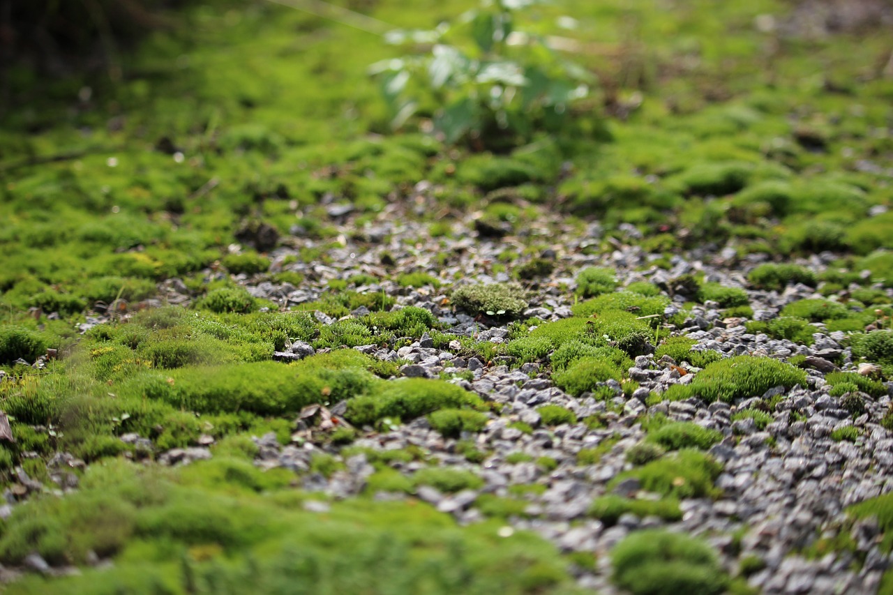 moss pebble stones free photo