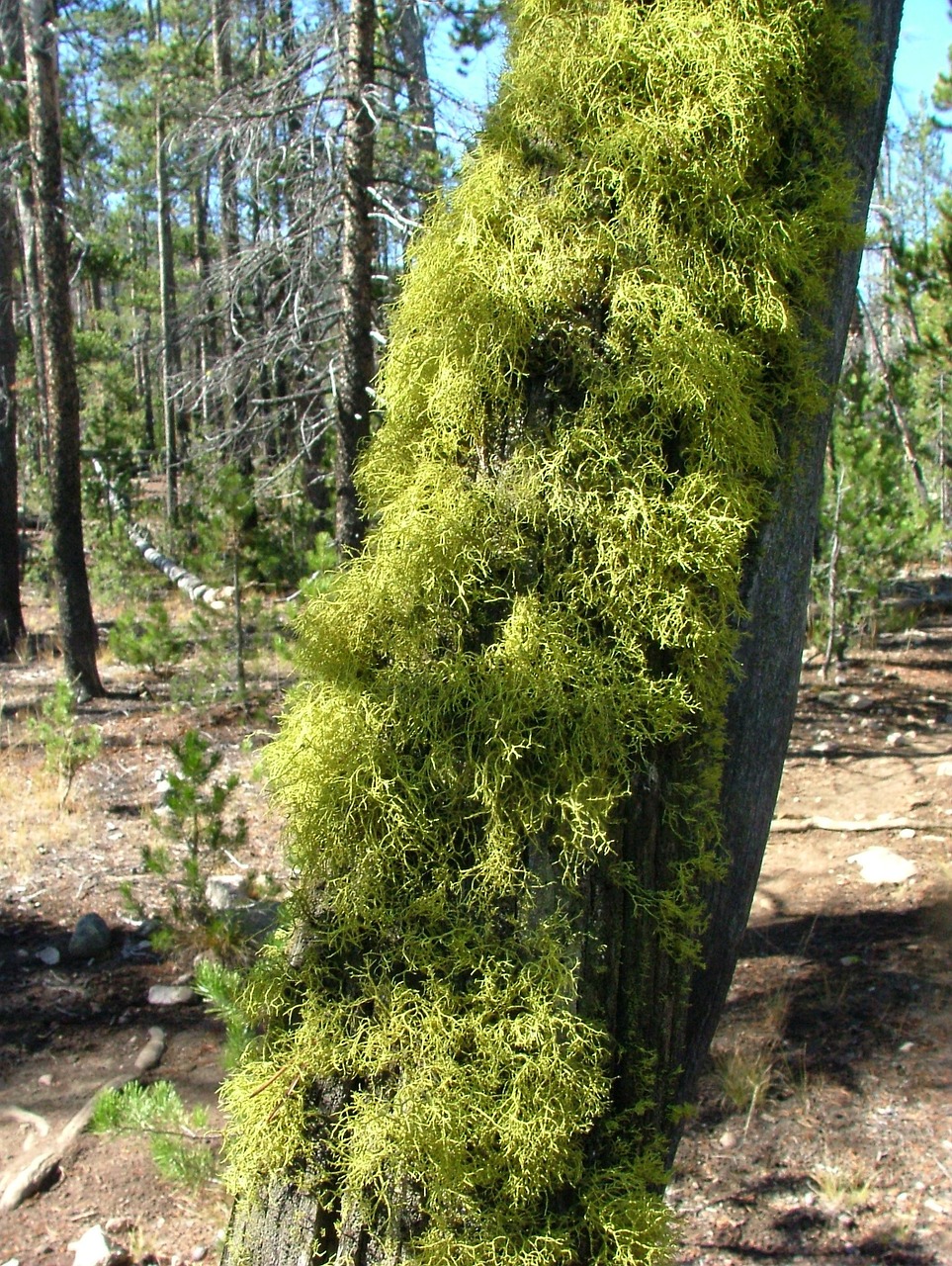 moss lichen tree free photo