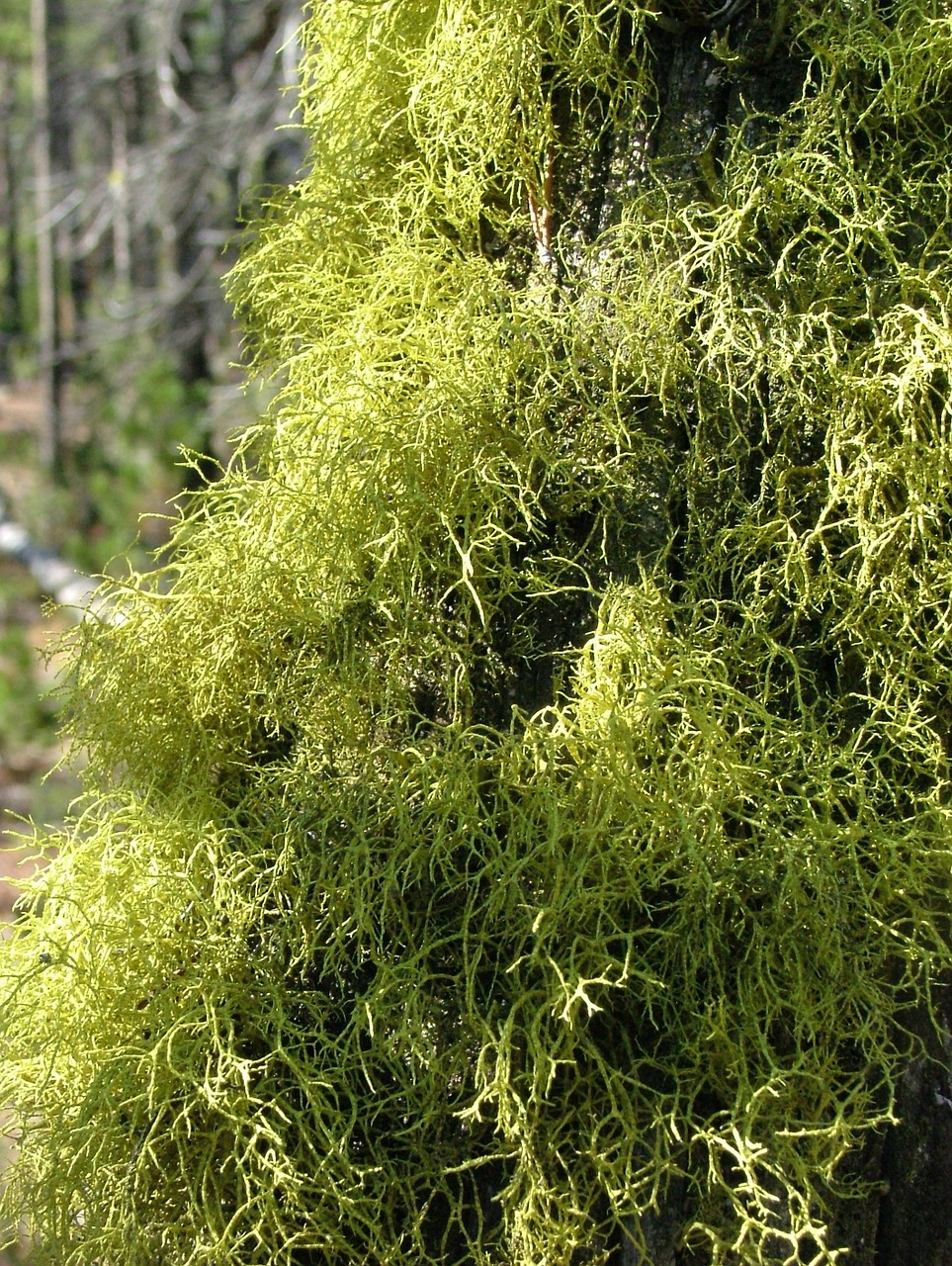 moss lichen tree free photo