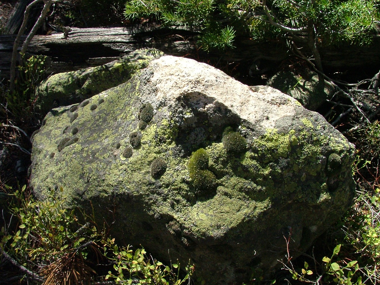 moss rock lichen free photo