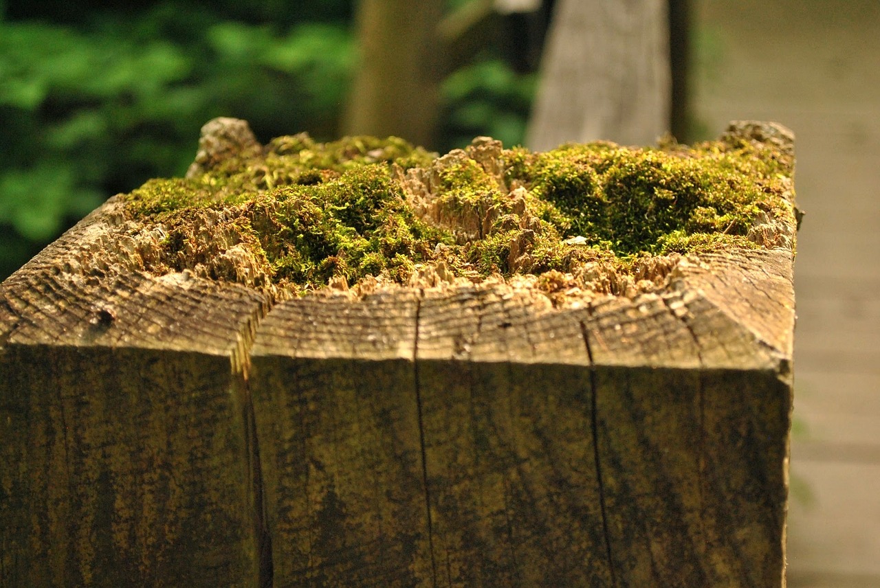 moss wood nature free photo