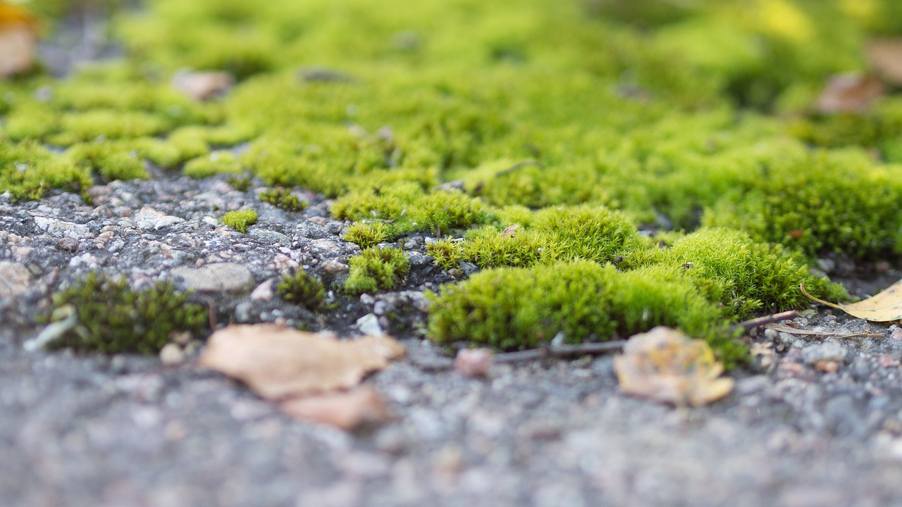 moss green leaves free photo