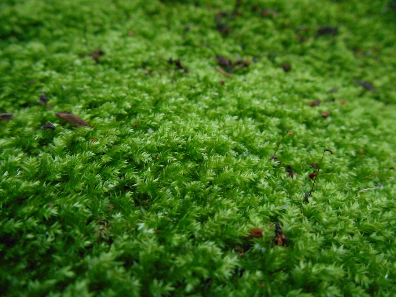 moss green plant free photo