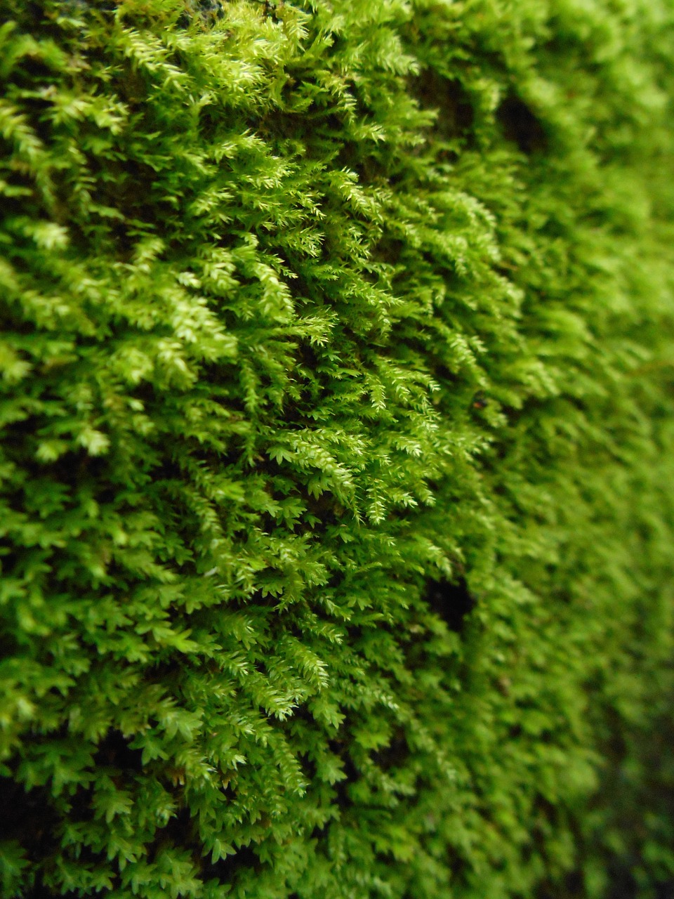 moss plant garden free photo