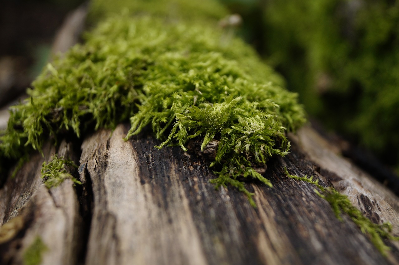 moss log mohapárna free photo