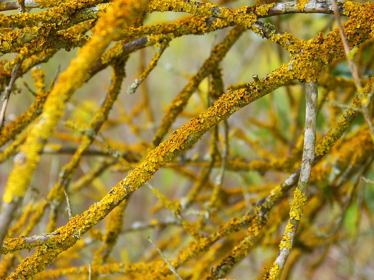 moss lichen branch free photo