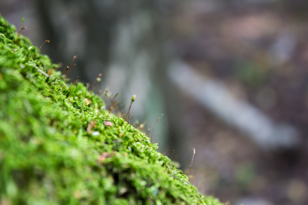 moss forest macro free photo