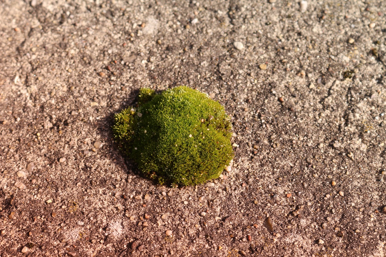 moss concrete floor autumn free photo