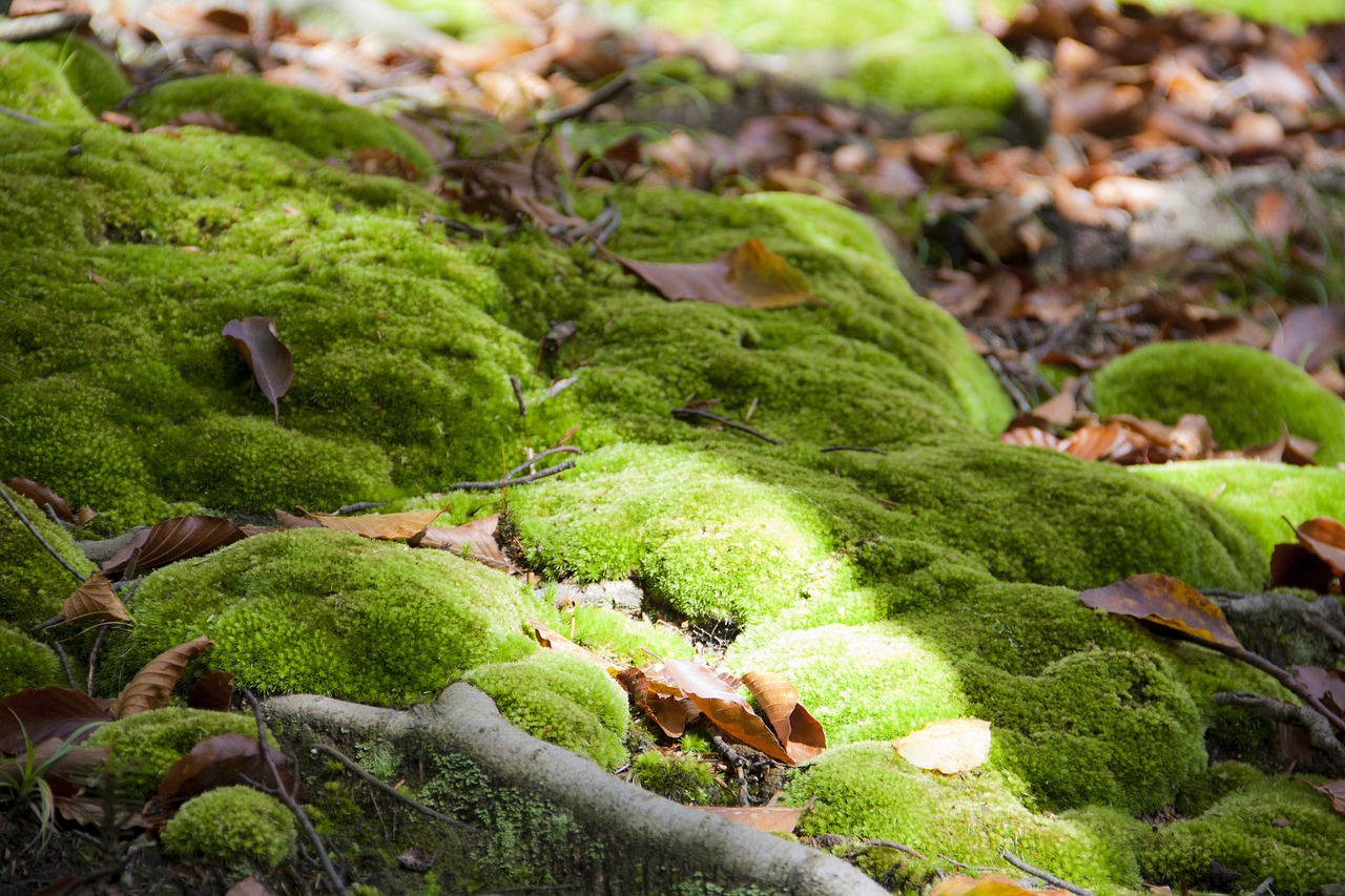 moss green forest free photo
