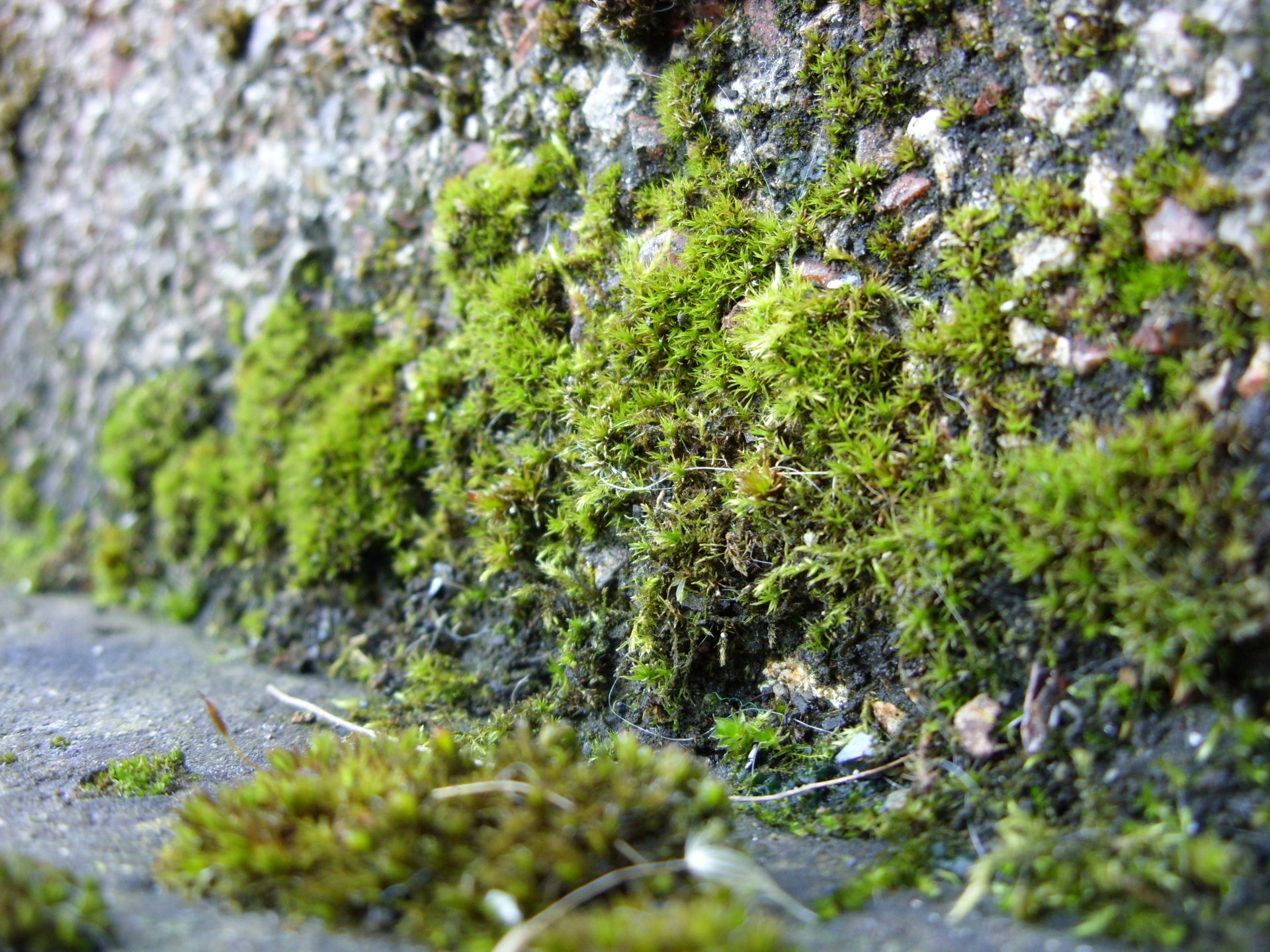 moss mosses growing free photo
