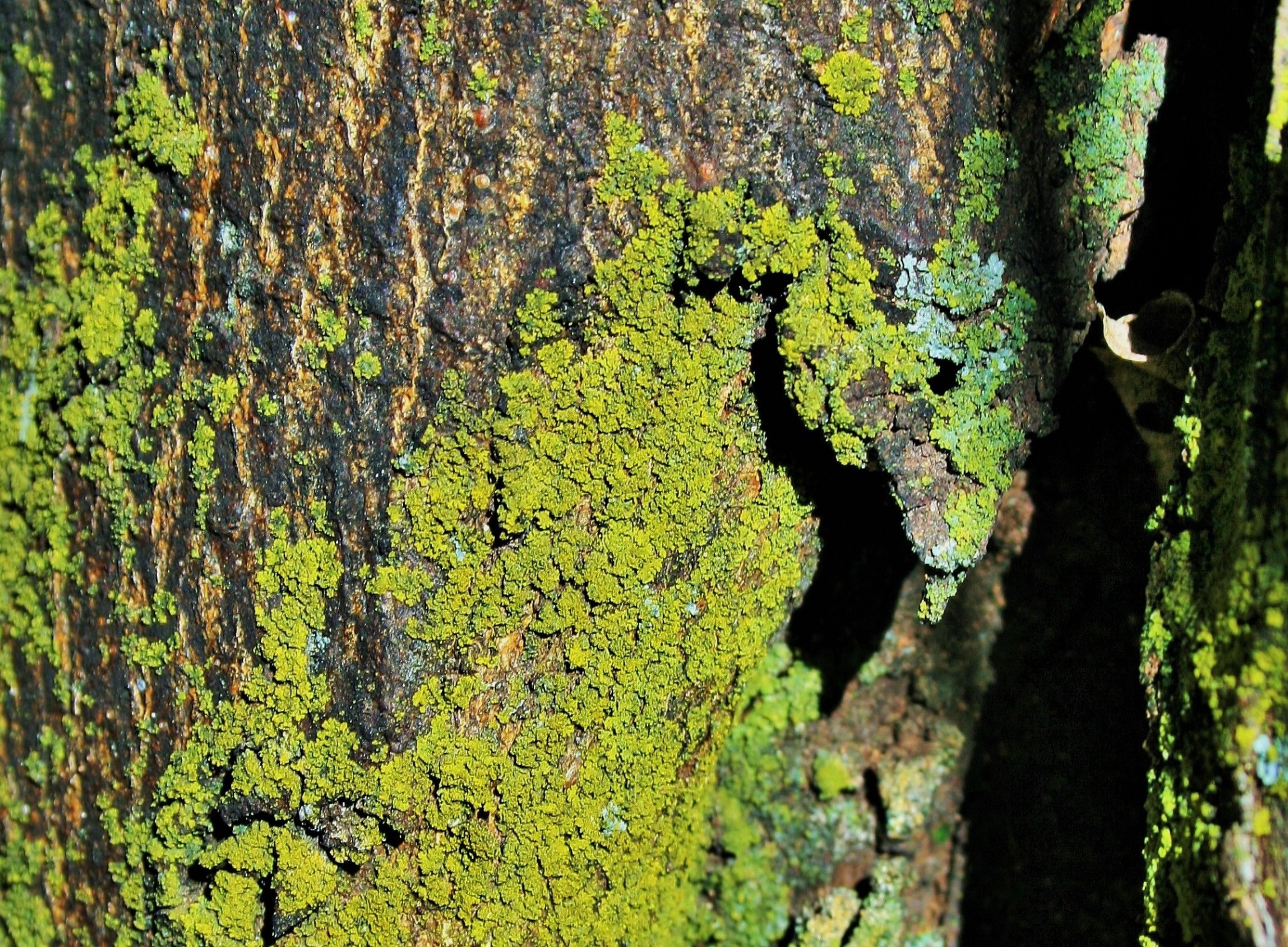 tree trunk moss free photo