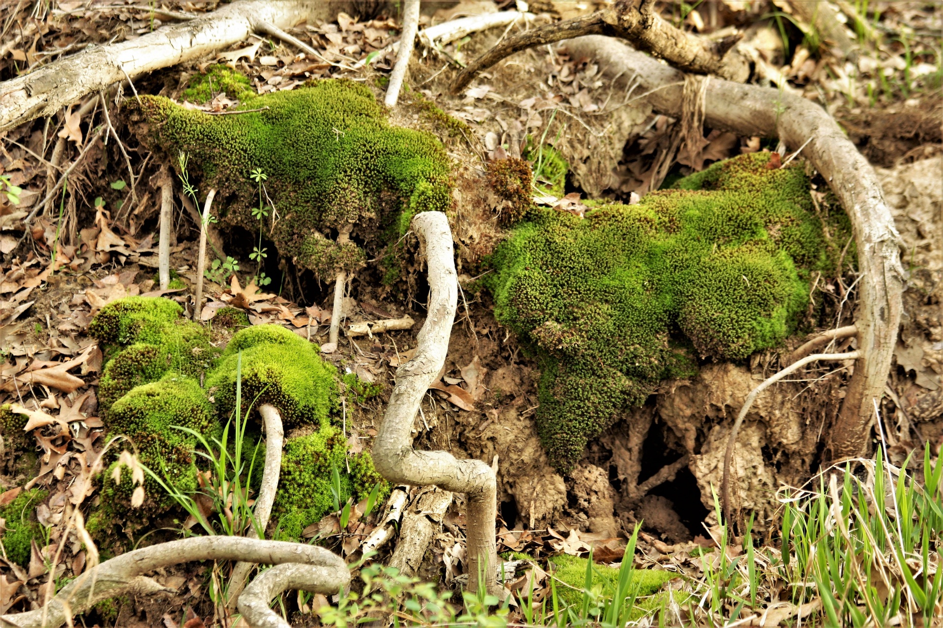nature plants moss free photo