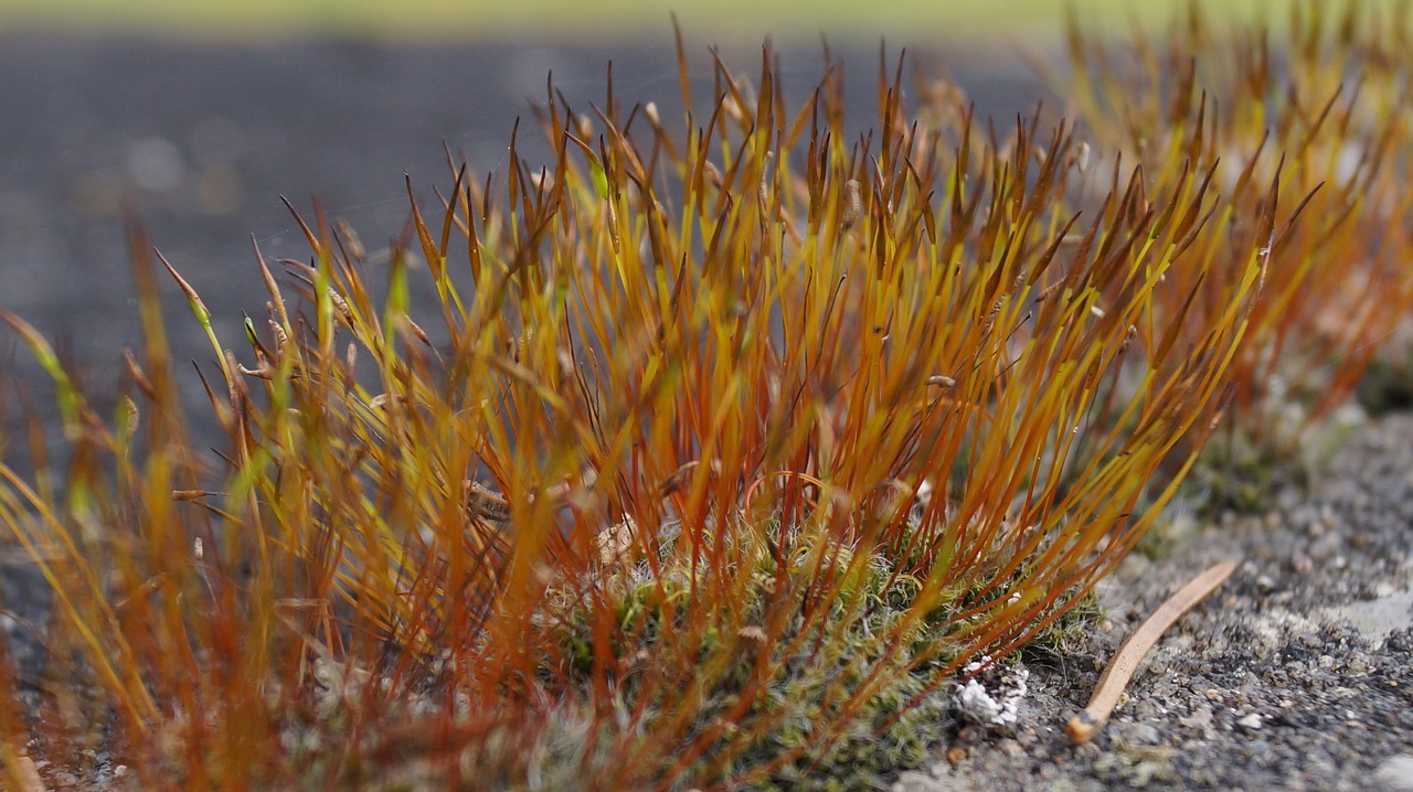 moss braid natural beauties the fascination of wild plants free photo