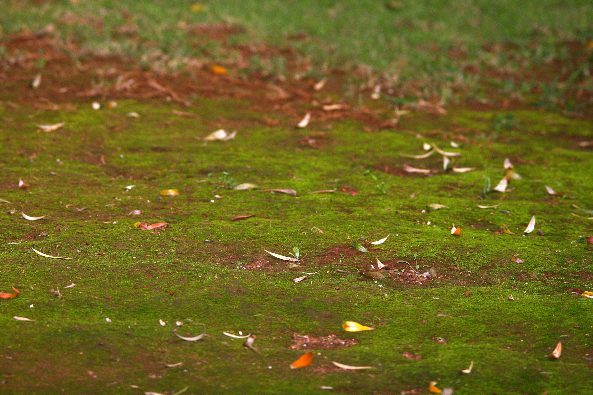 carpet moss green free photo