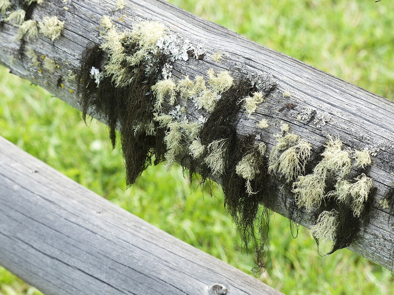 moss covered wooden fence free photo