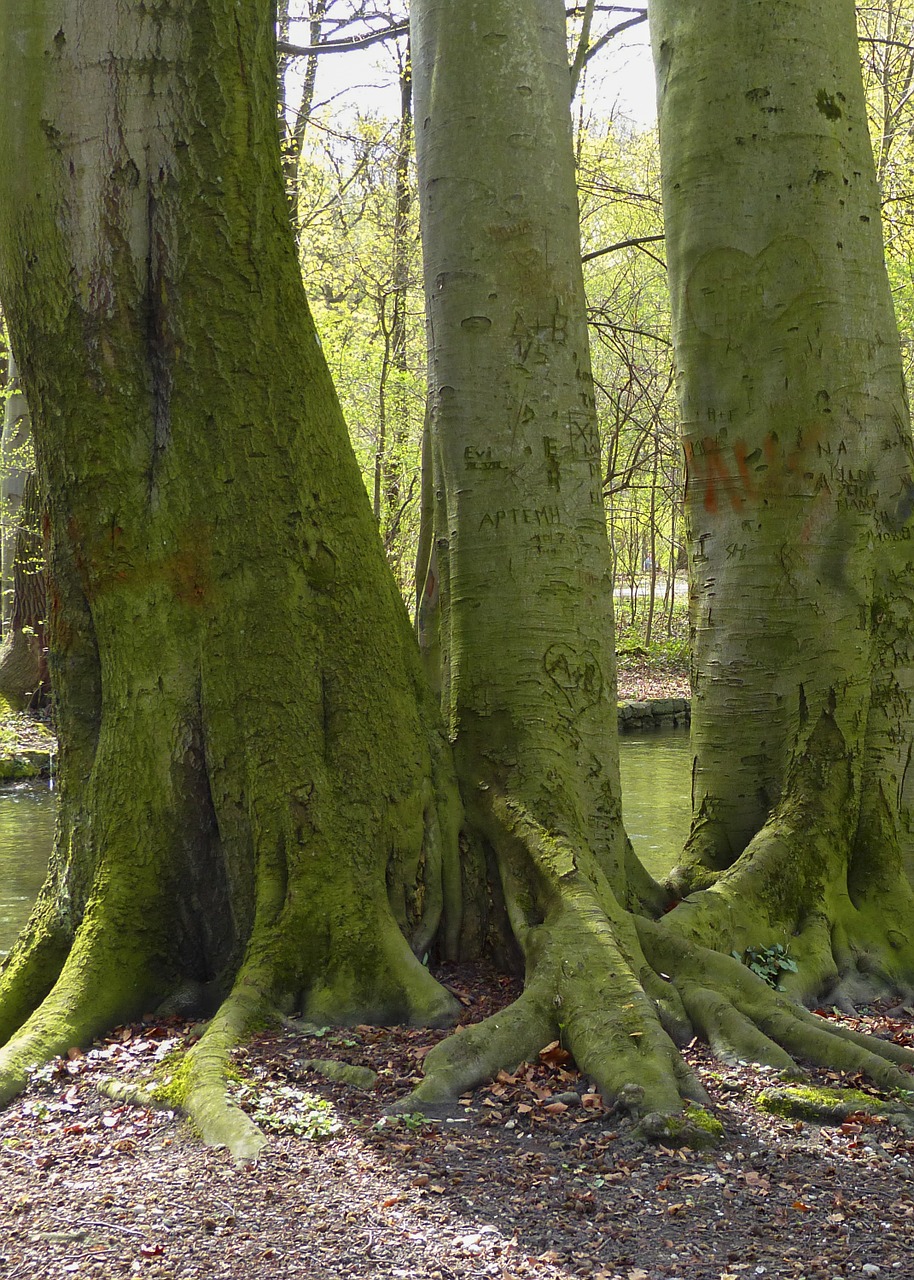 moss covered trees love carvings free photo