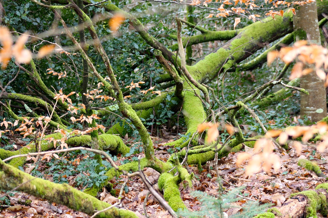 moss covered branches woodland tangle fallen branches free photo
