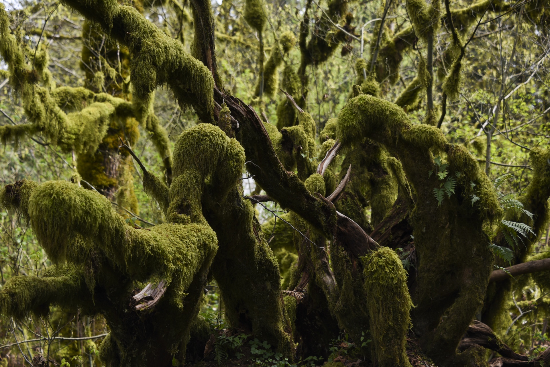 green moss covered branches free photo