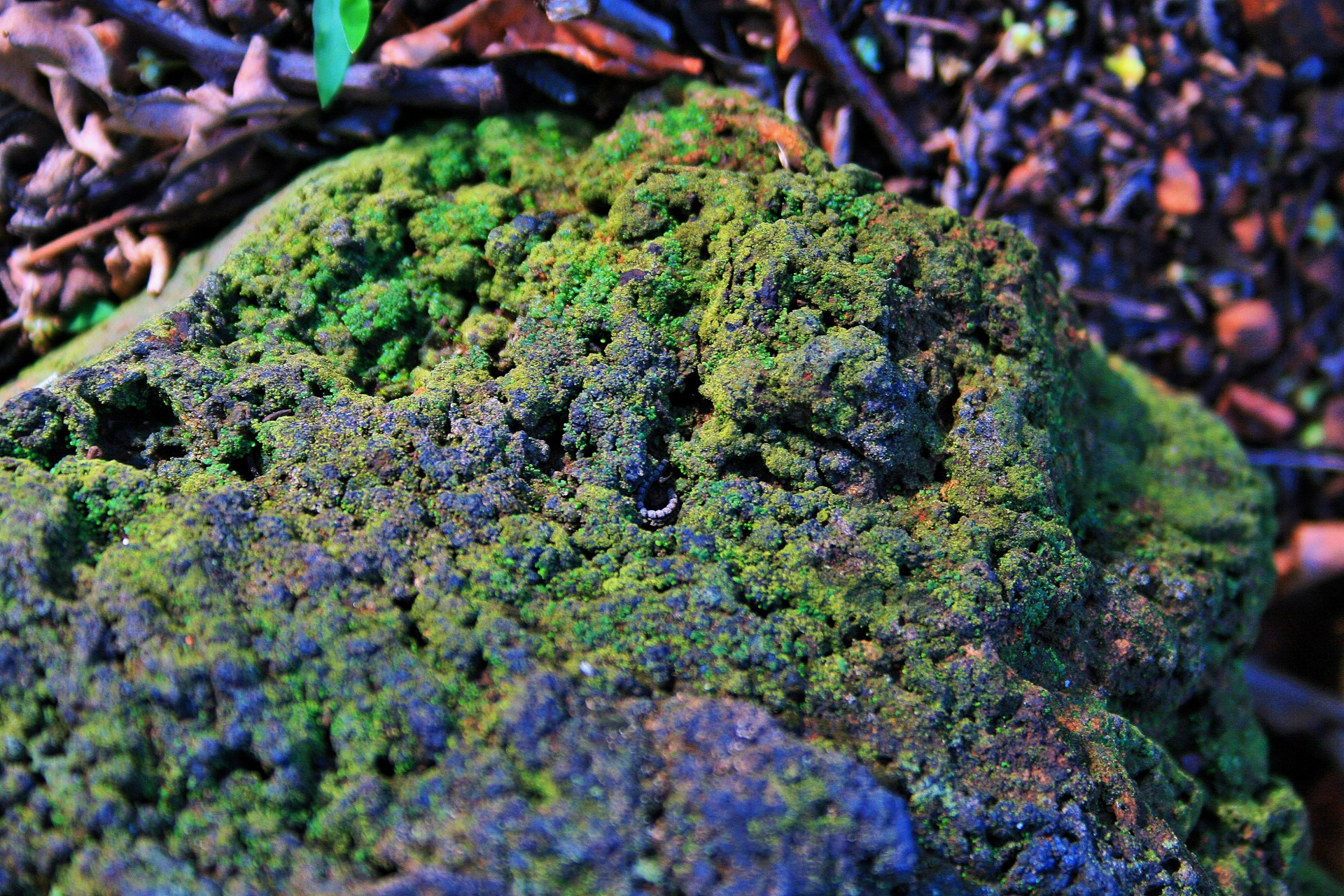 rock covered moss free photo