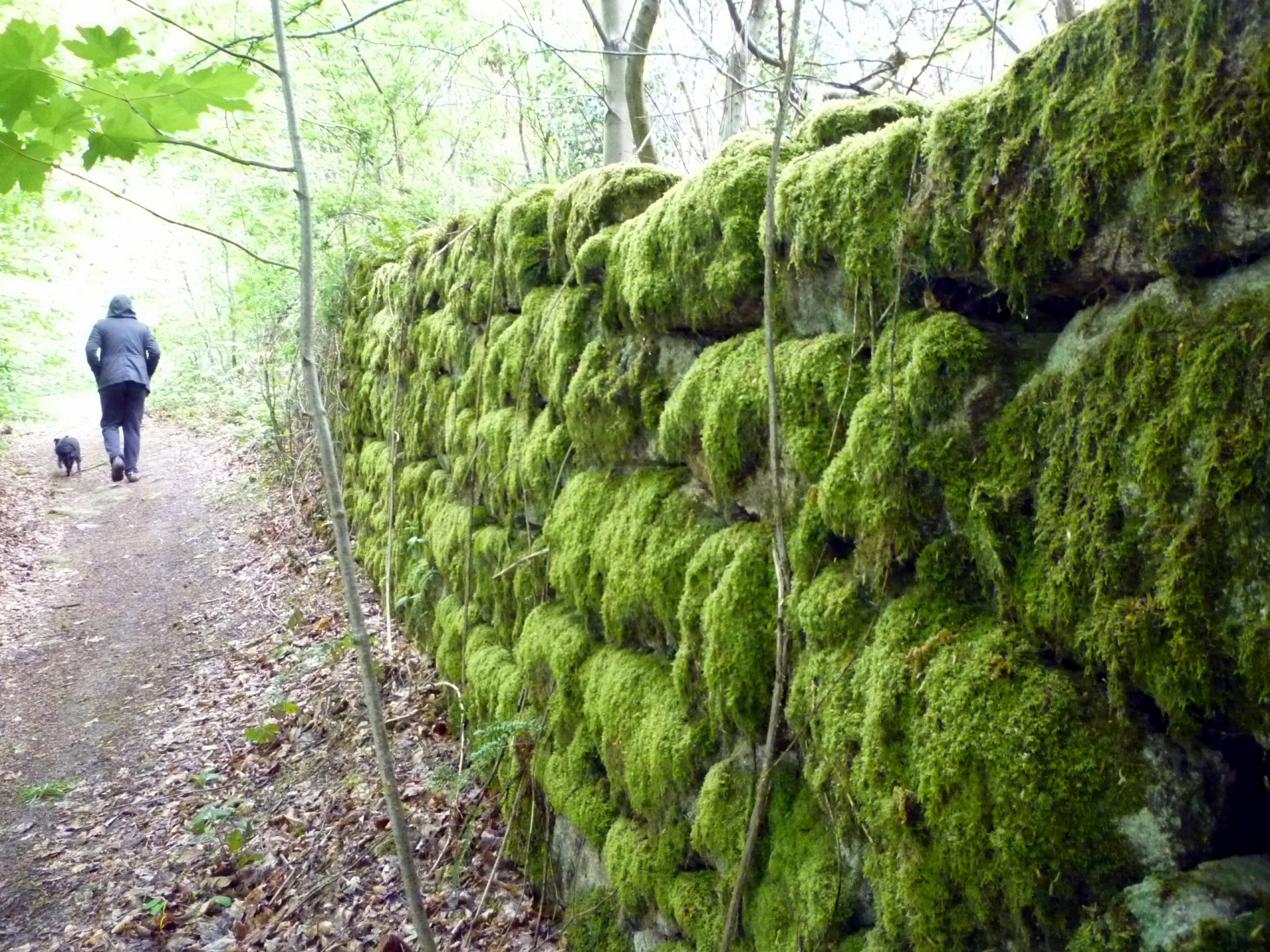 moss wall stone wall free photo