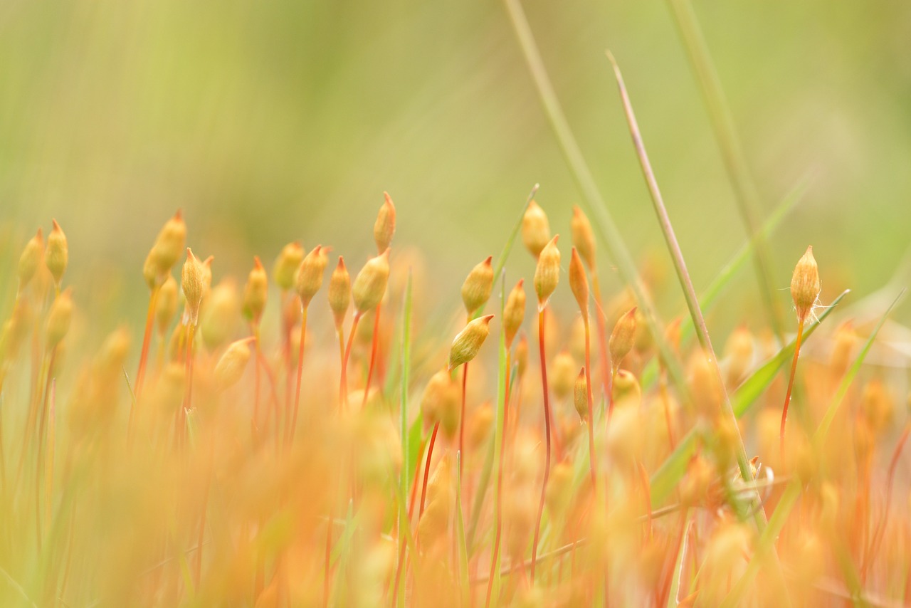 moss flower flower moss free photo