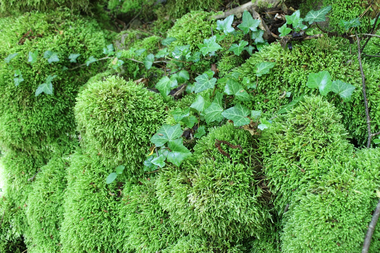 moss green forest crimea free photo