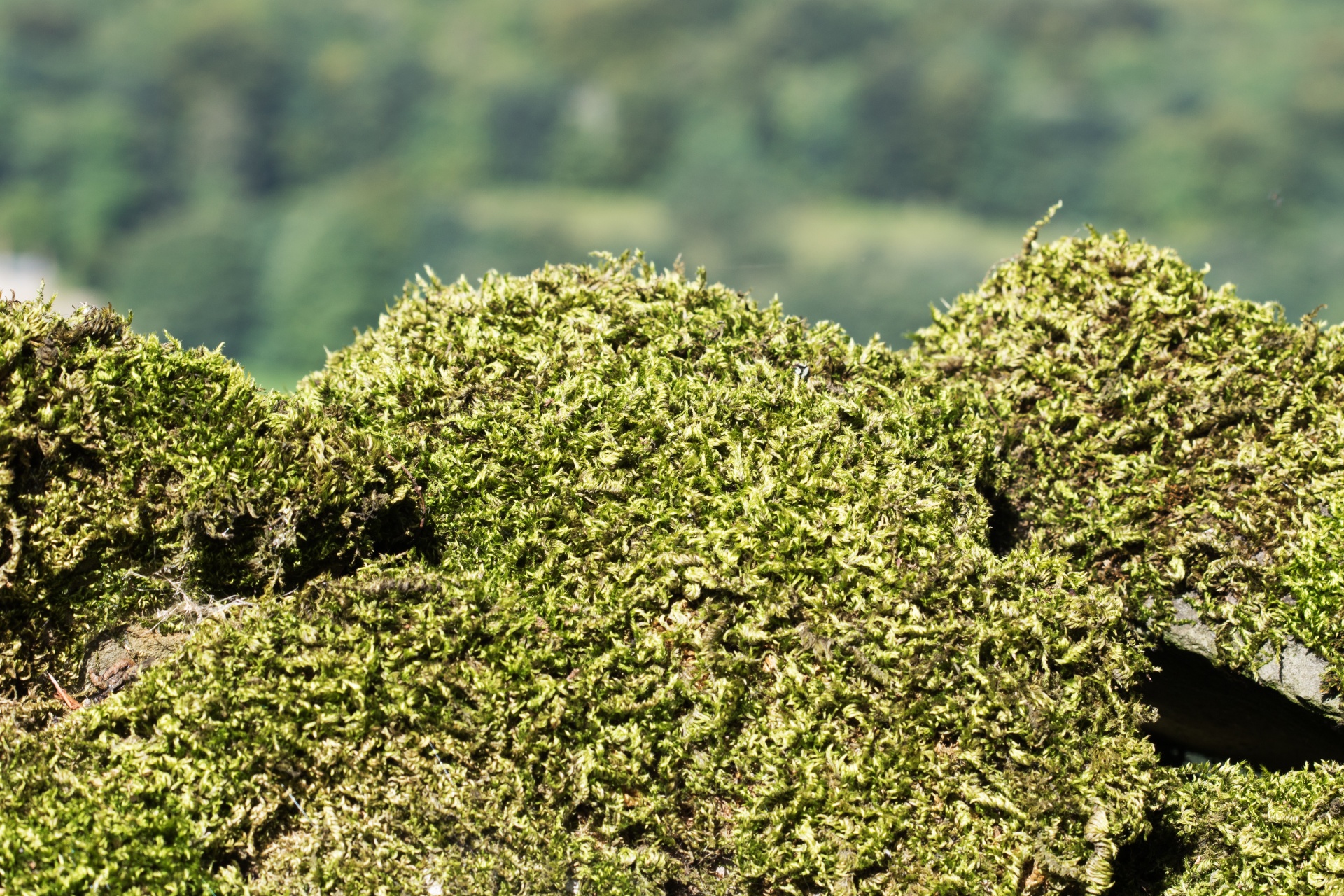 moss growing wall free photo