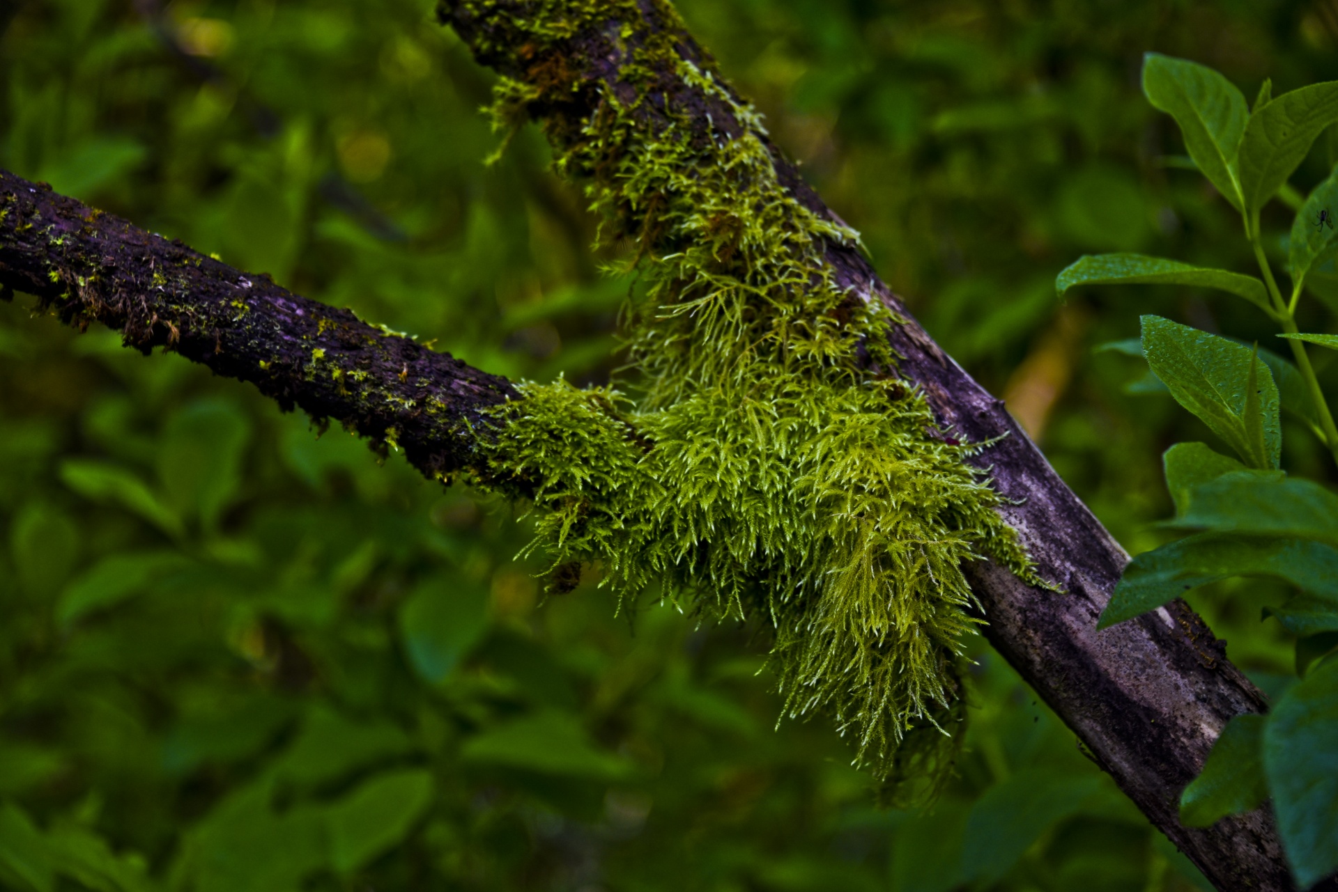 background green moss free photo