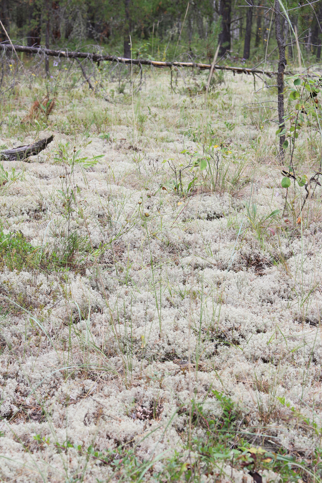 moss lichen forest free photo