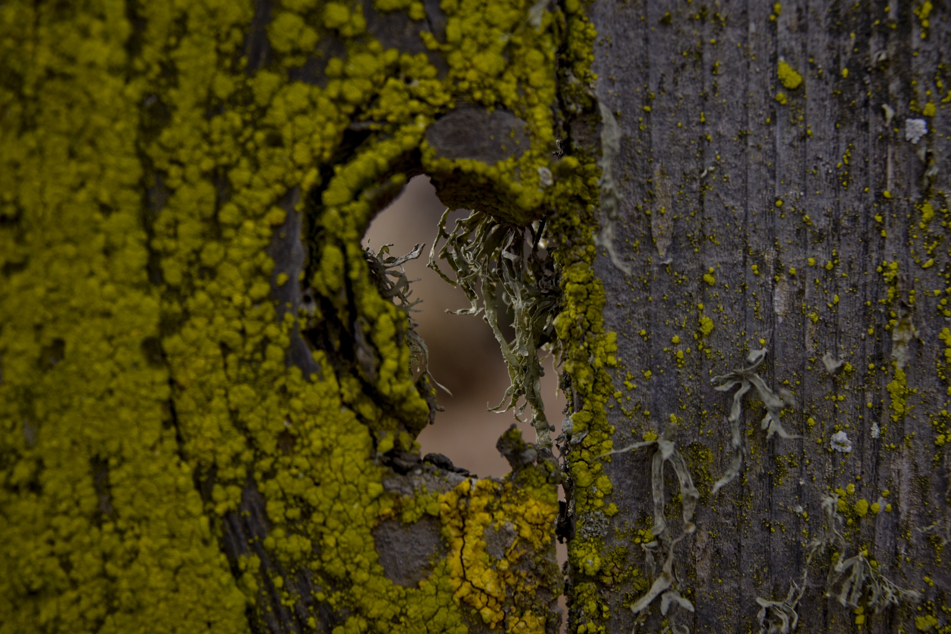fence moss knothole free photo