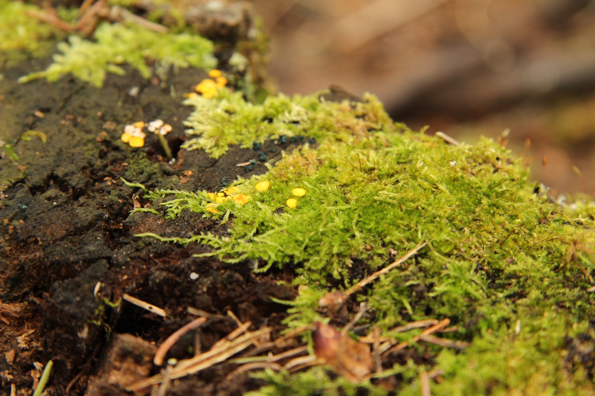 moss stump forest free photo