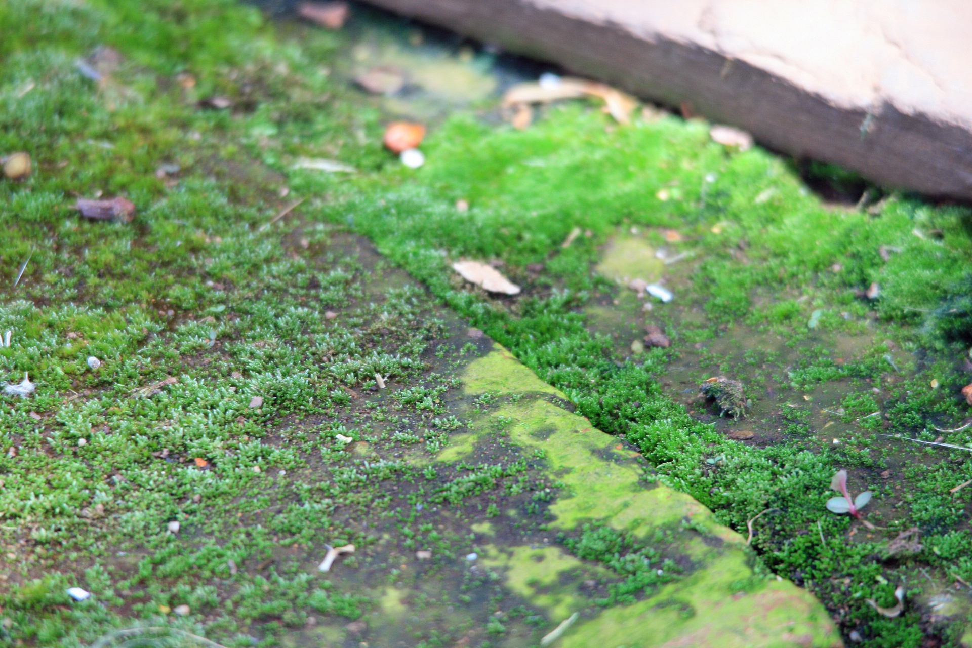 moss green paving free photo