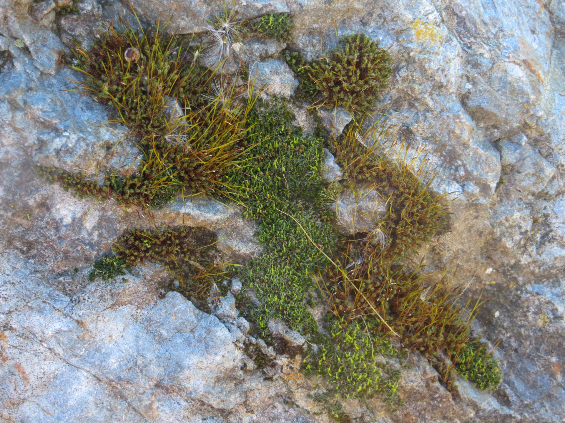 moss rock boulder free photo